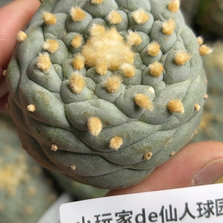 122可发货 可帮发根