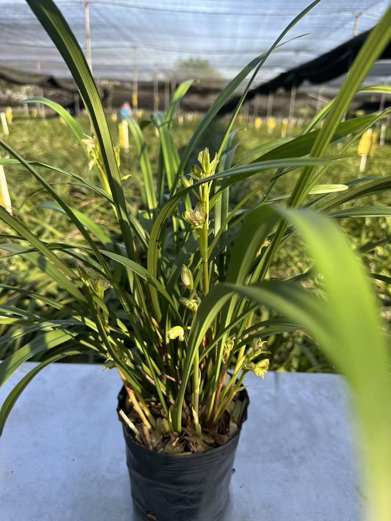 四季兰岭南奇蝶带花剑带花苞浓香兰花室内好养观赏花卉盆栽