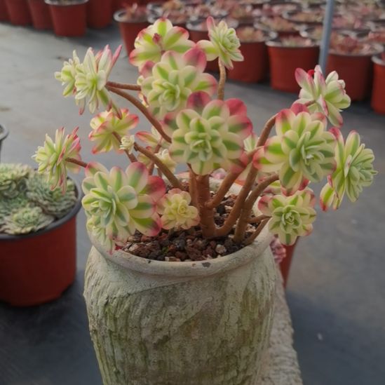 圆叶薄化妆白覆轮