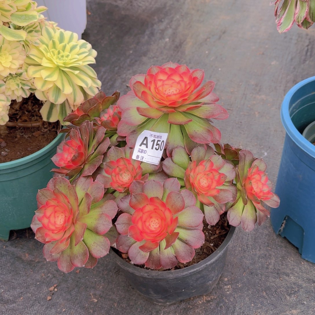 精品多肉植物150