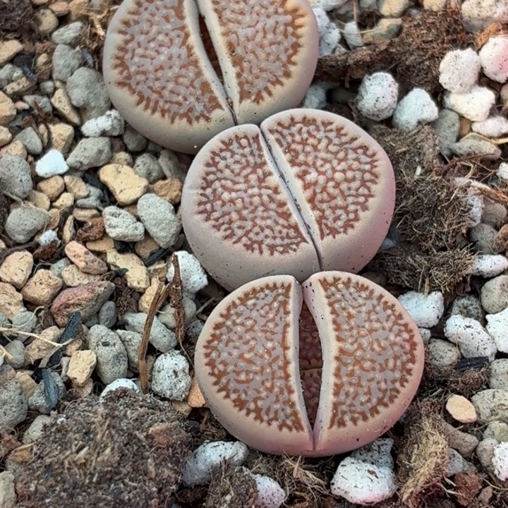 772c375细巴里三颗尺寸1.7