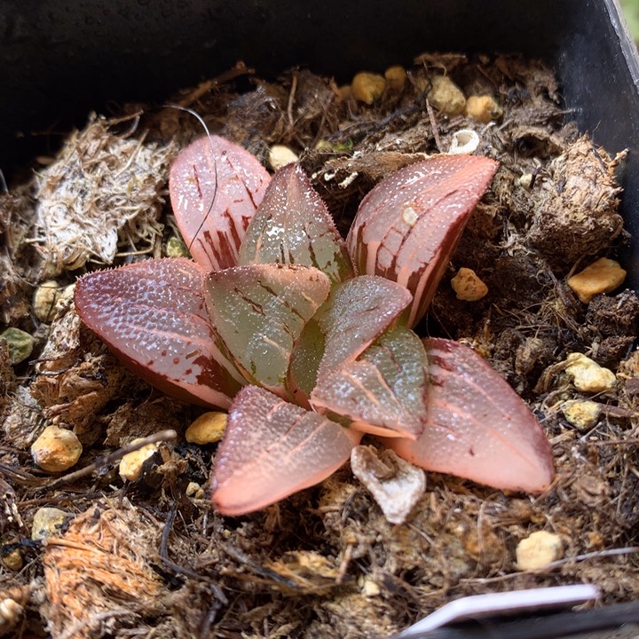 超级克锦带盆土发货