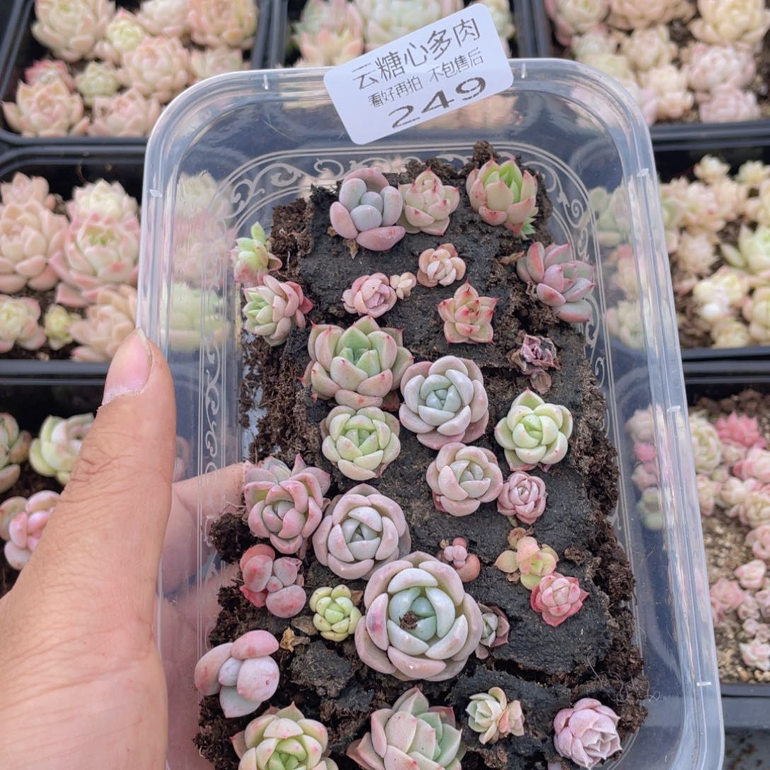 云糖心多肉植物249