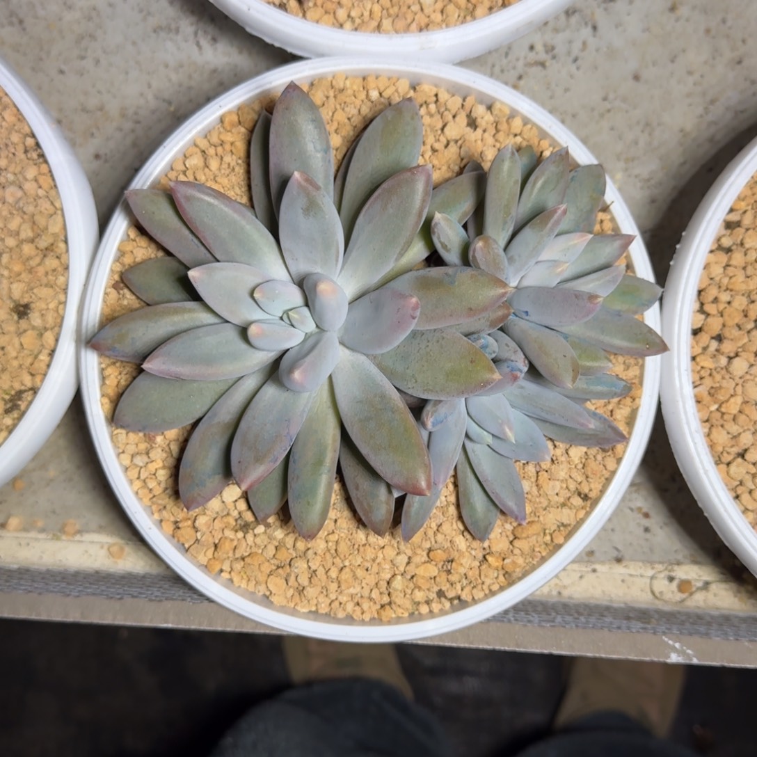 焦糖体 哥特 群生 一物一拍