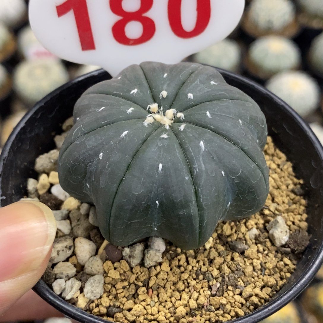 180高脚琉璃指纹海星兜