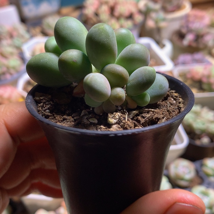 芒果奶多肉一物一拍