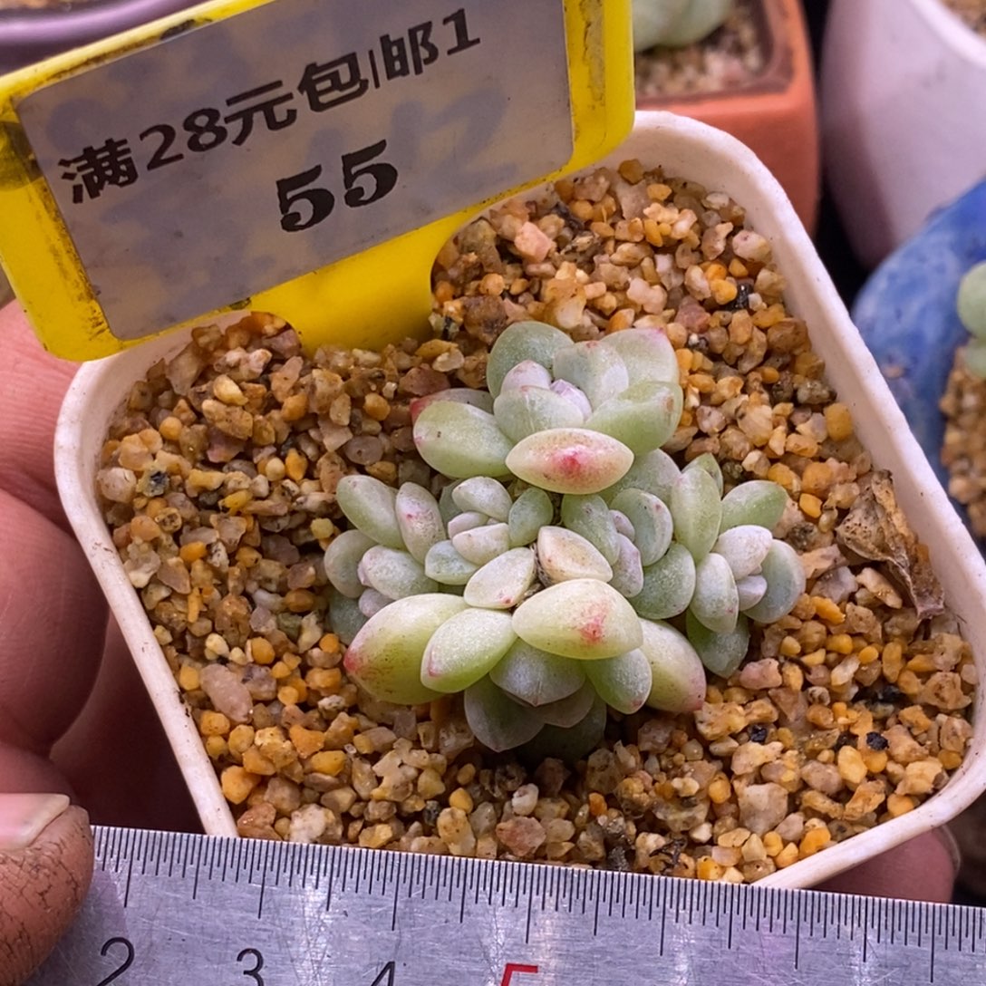 155冰玉6头小脸多肉群