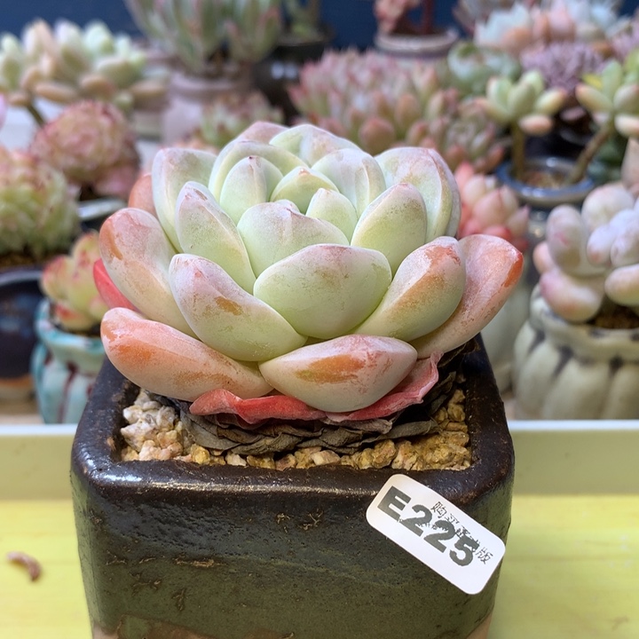 E225一物一拍带盆发