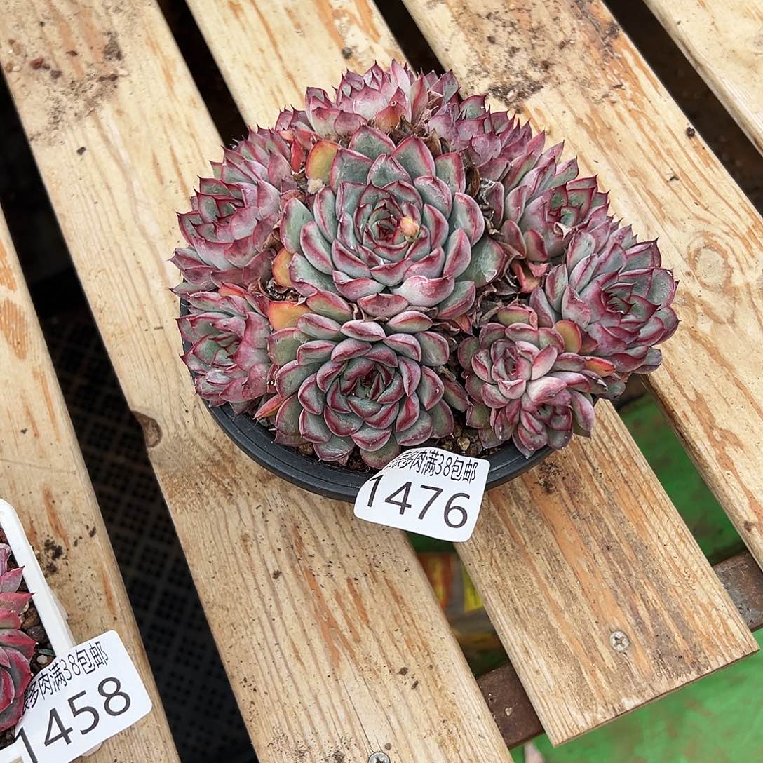 风***涯多肉一物一拍植物1476