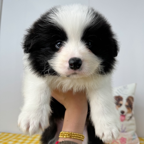 心牧缘-边牧幼犬小狗狗狗狗狗狗狗狗狗狗狗狗狗狗狗狗狗宠物