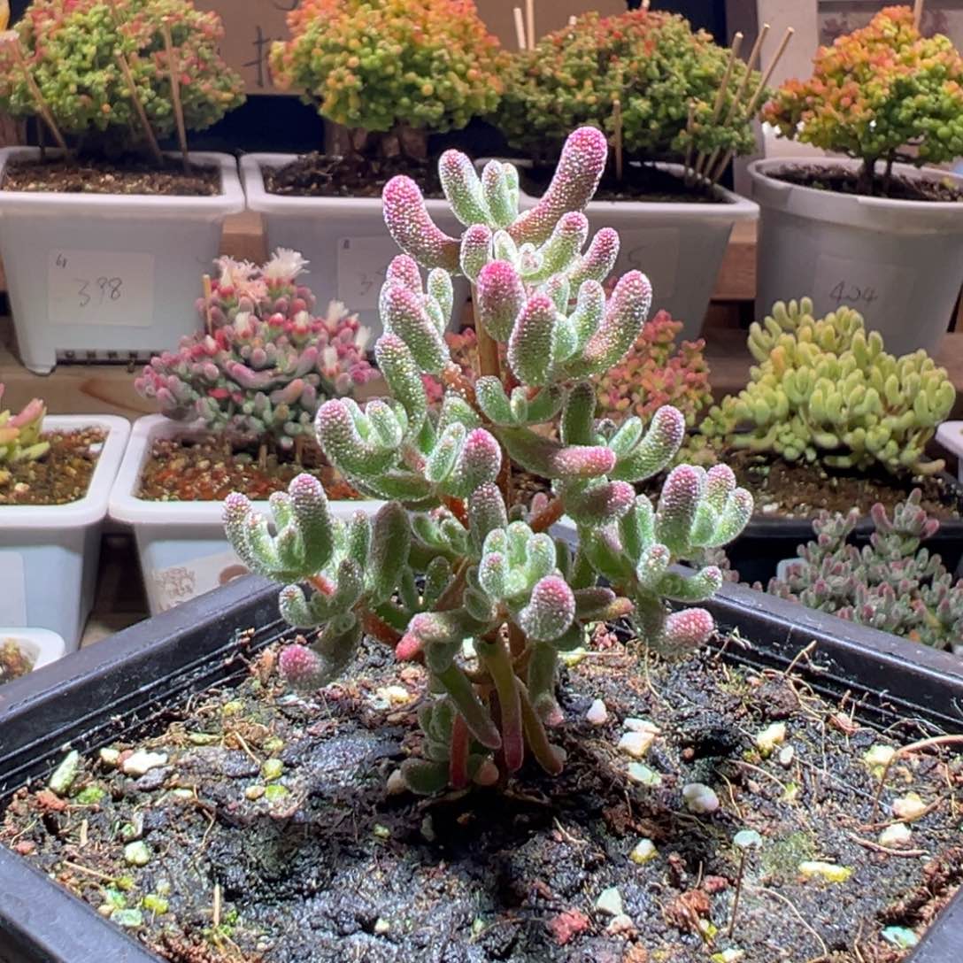 243冰晶一物一拍包开箱