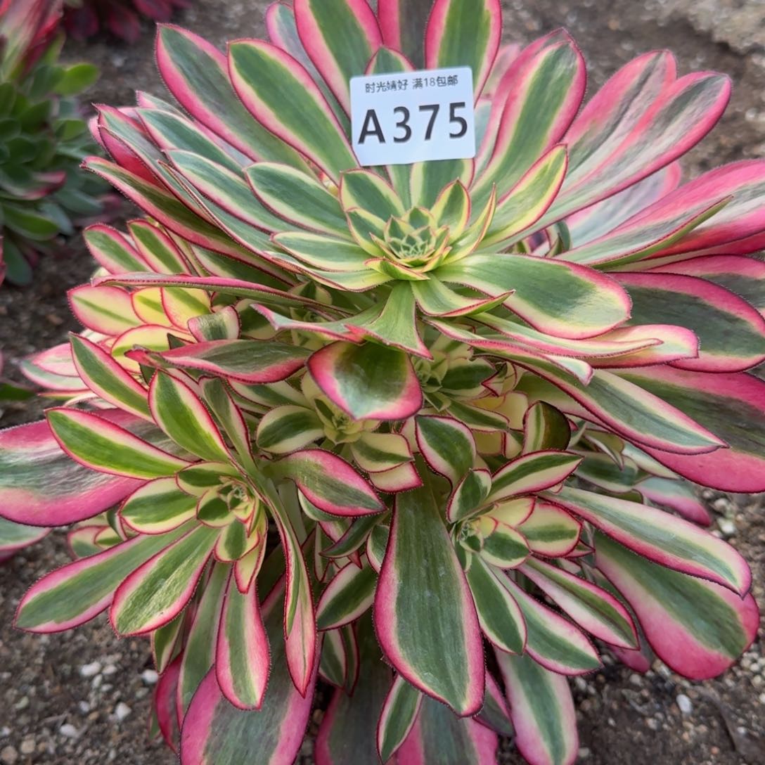 375冰淇淋多肉植物