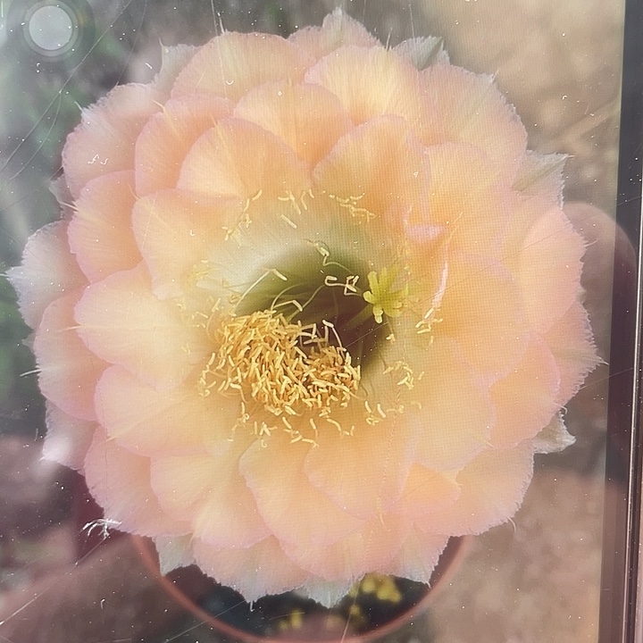 嘟50号2.5～3公分一代侧福利