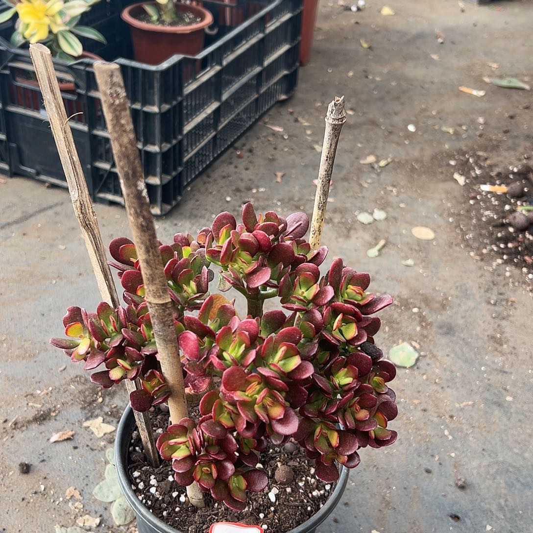 9***9稀有糖果带土球发货0309