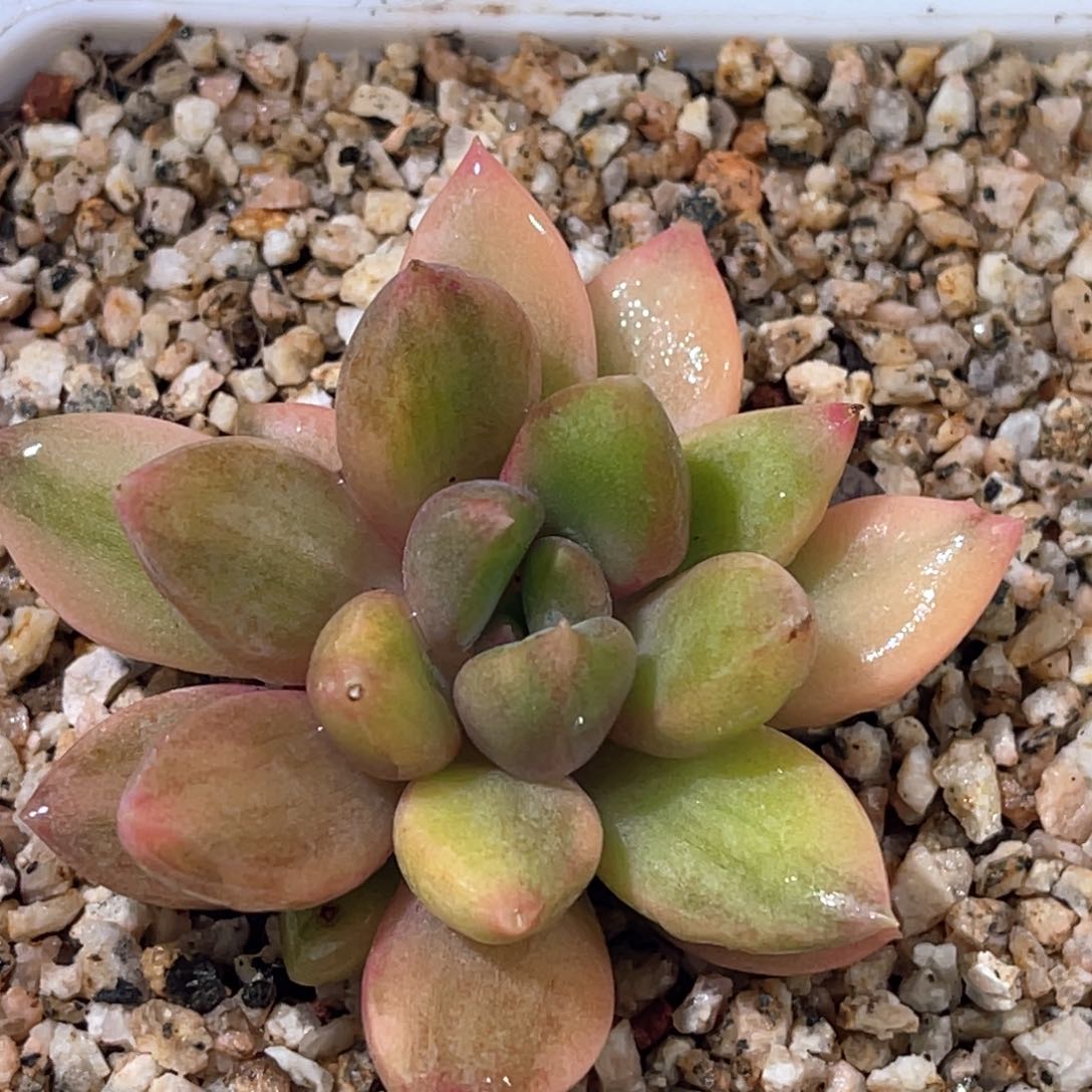 多肉特价红象牙锦
