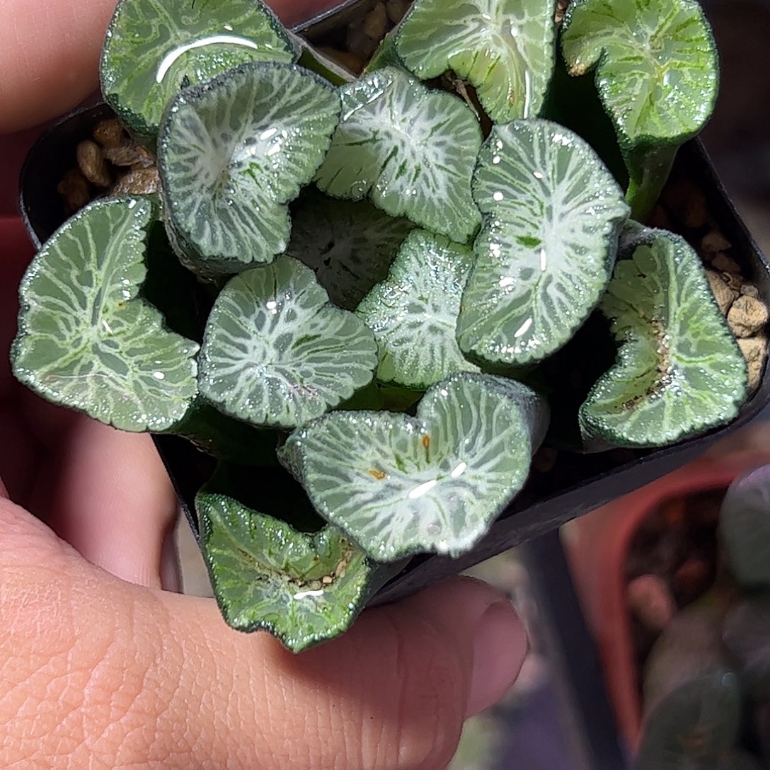 白妙十二卷十二卷