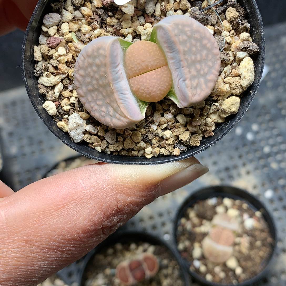 C55多肉植物保护研究所