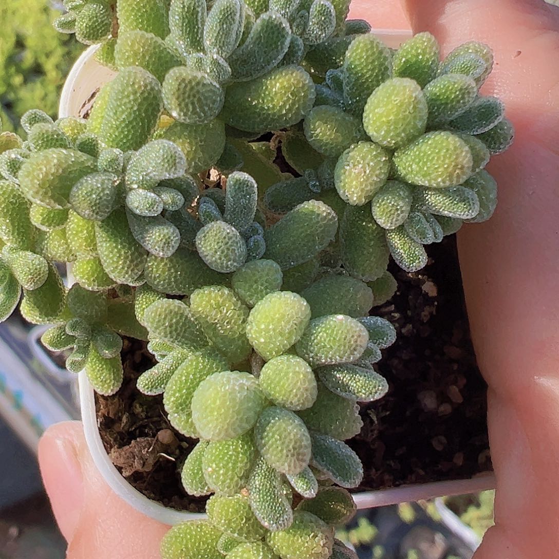 冰晶枝干19包邮多肉植物