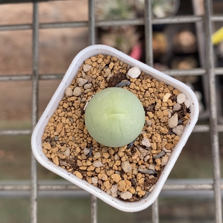 伯克利的故事是一部关于爱情