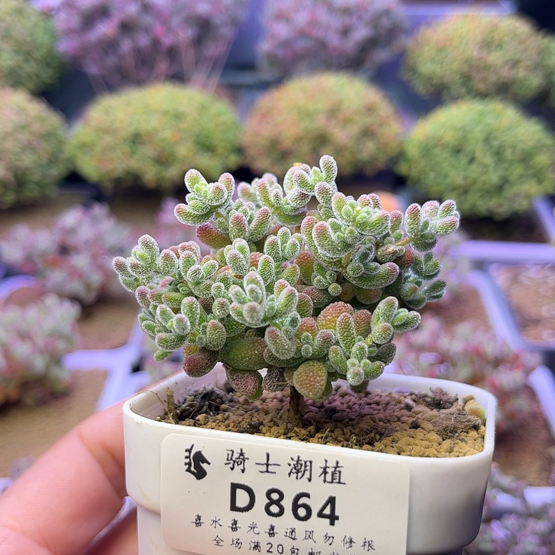 864优选冰晶枝干番杏