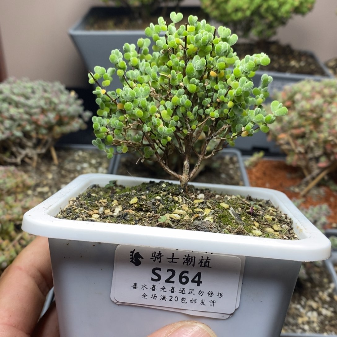 264实生莱斯枝干