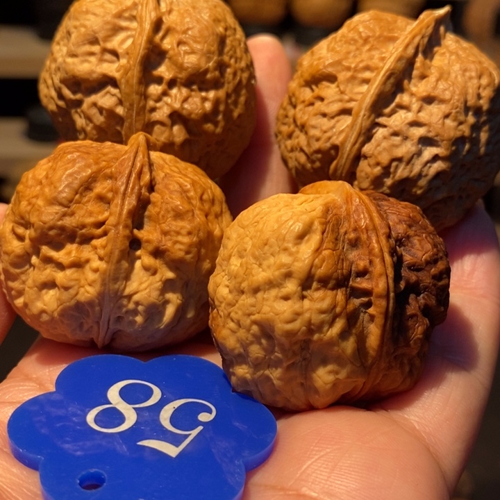 狗***儿木质类七彩菊花蟾39尺寸，38米，暴龙蟾40尺寸，40米