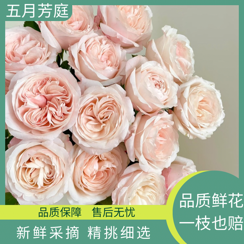 凯瑟琳玫瑰——单头玫瑰复古色奥斯汀玫瑰——#鲜花#云南基地直发鲜花