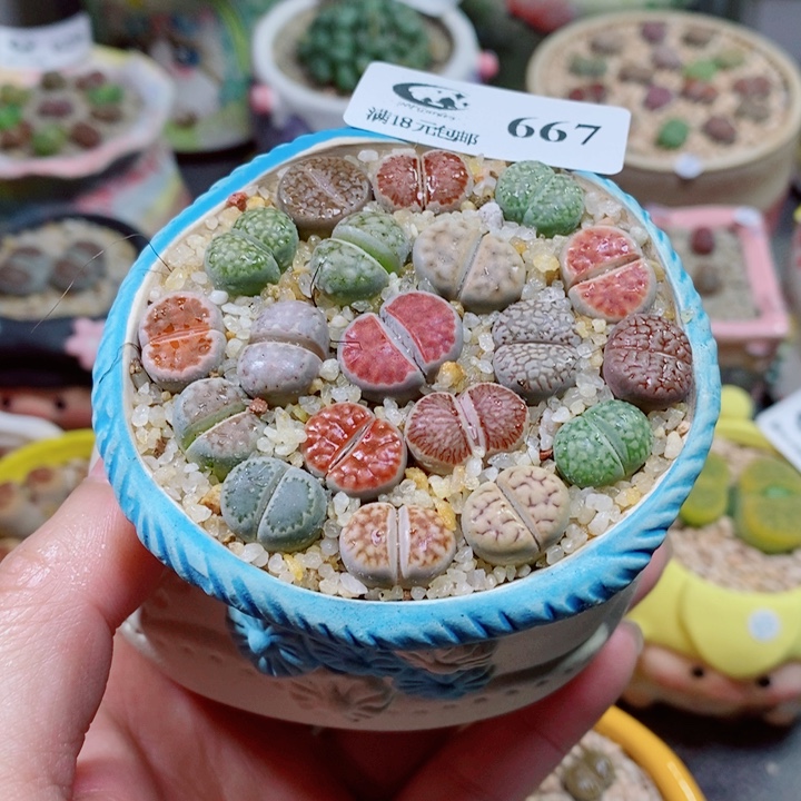 生石花花花花花花花667