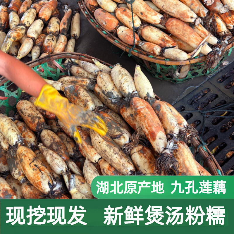 湖北洪湖特产新鲜莲藕煲汤九孔粉藕正宗粉糯现挖现发