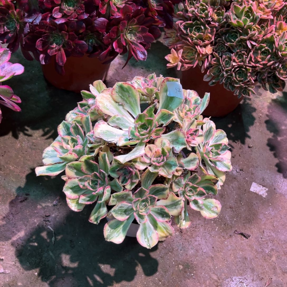 多肉植物青花瓷524