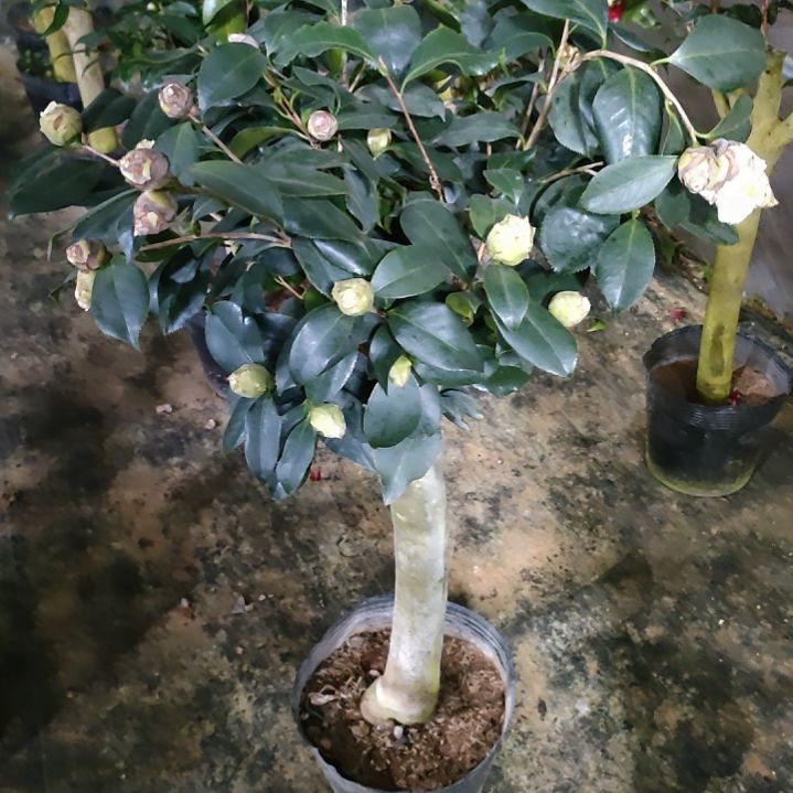 149四塞，原盆原土发货