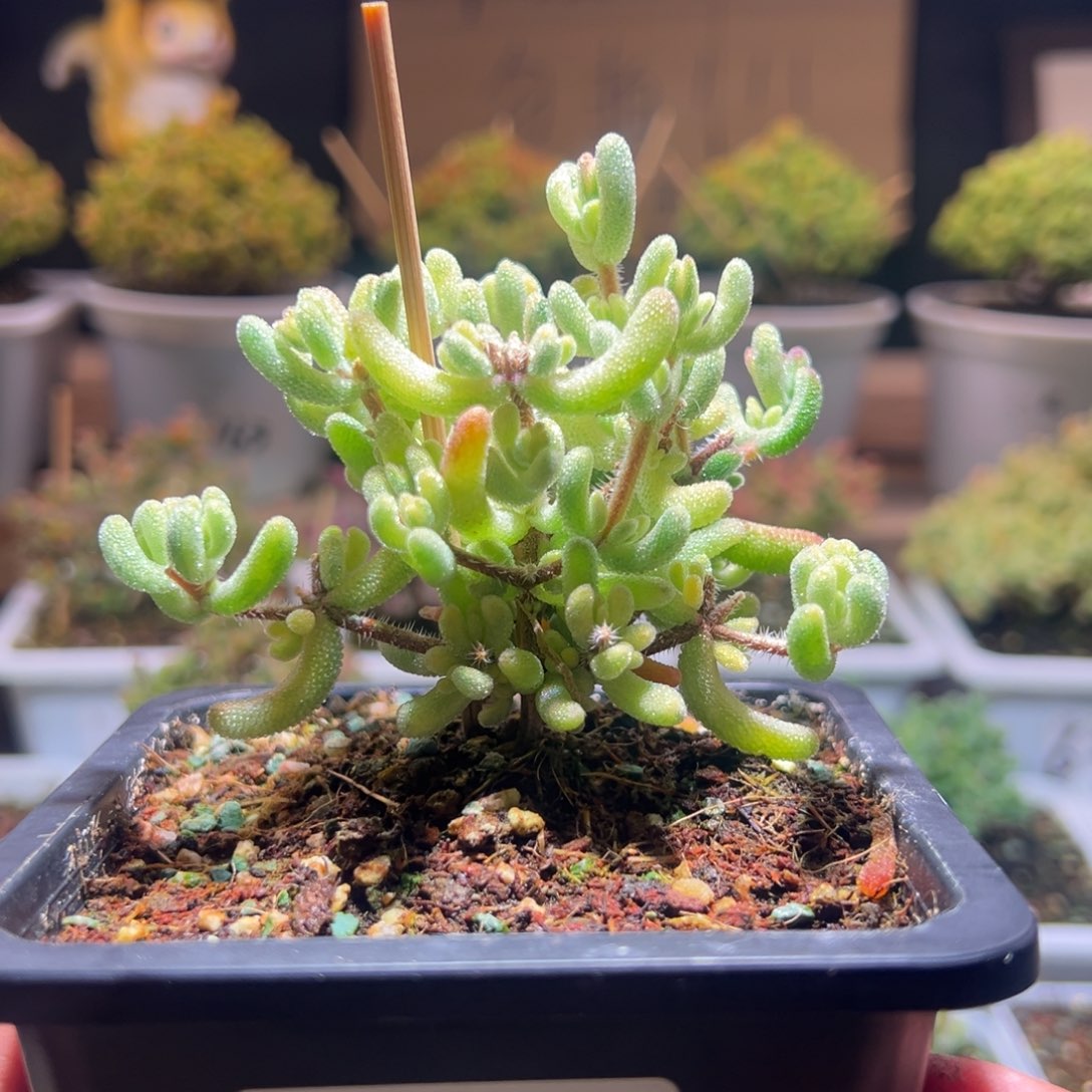 2钻石黄一物一拍包开箱