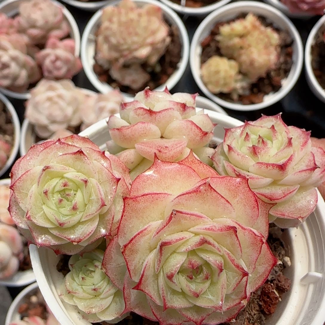 【闪购商品】0217-120边线女王