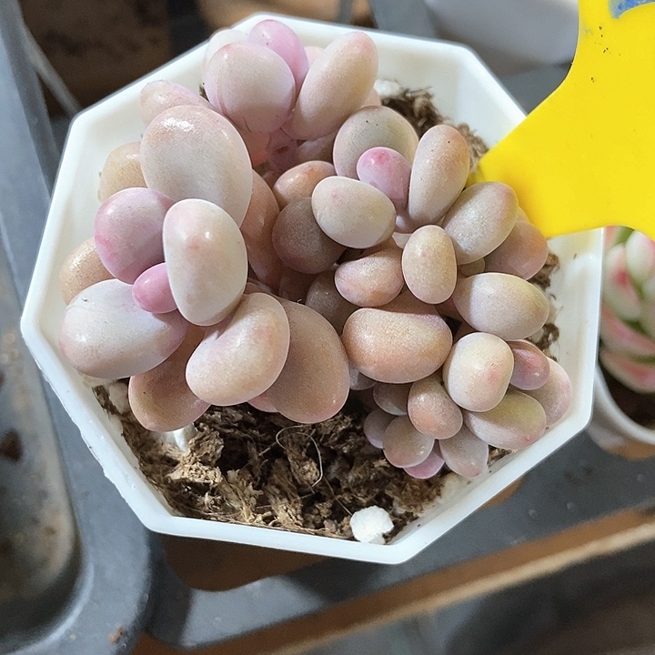 多肉植物桃蛋900