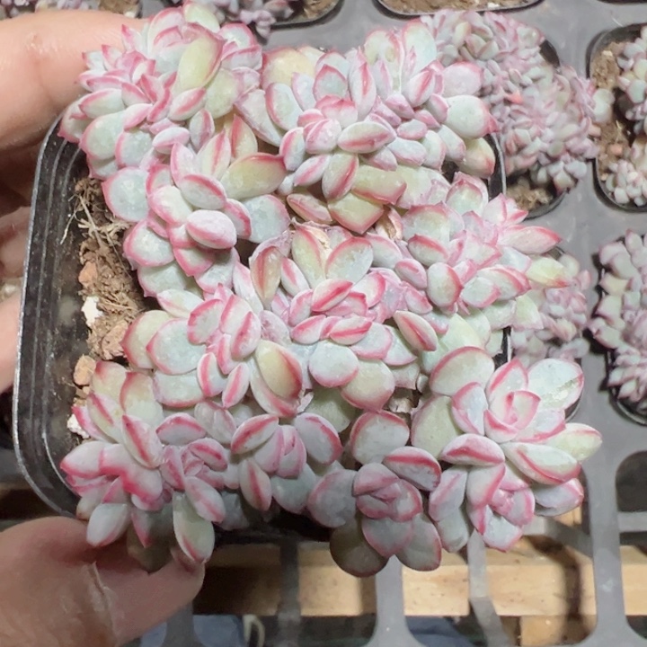 白拉糖缀化多肉植物大战