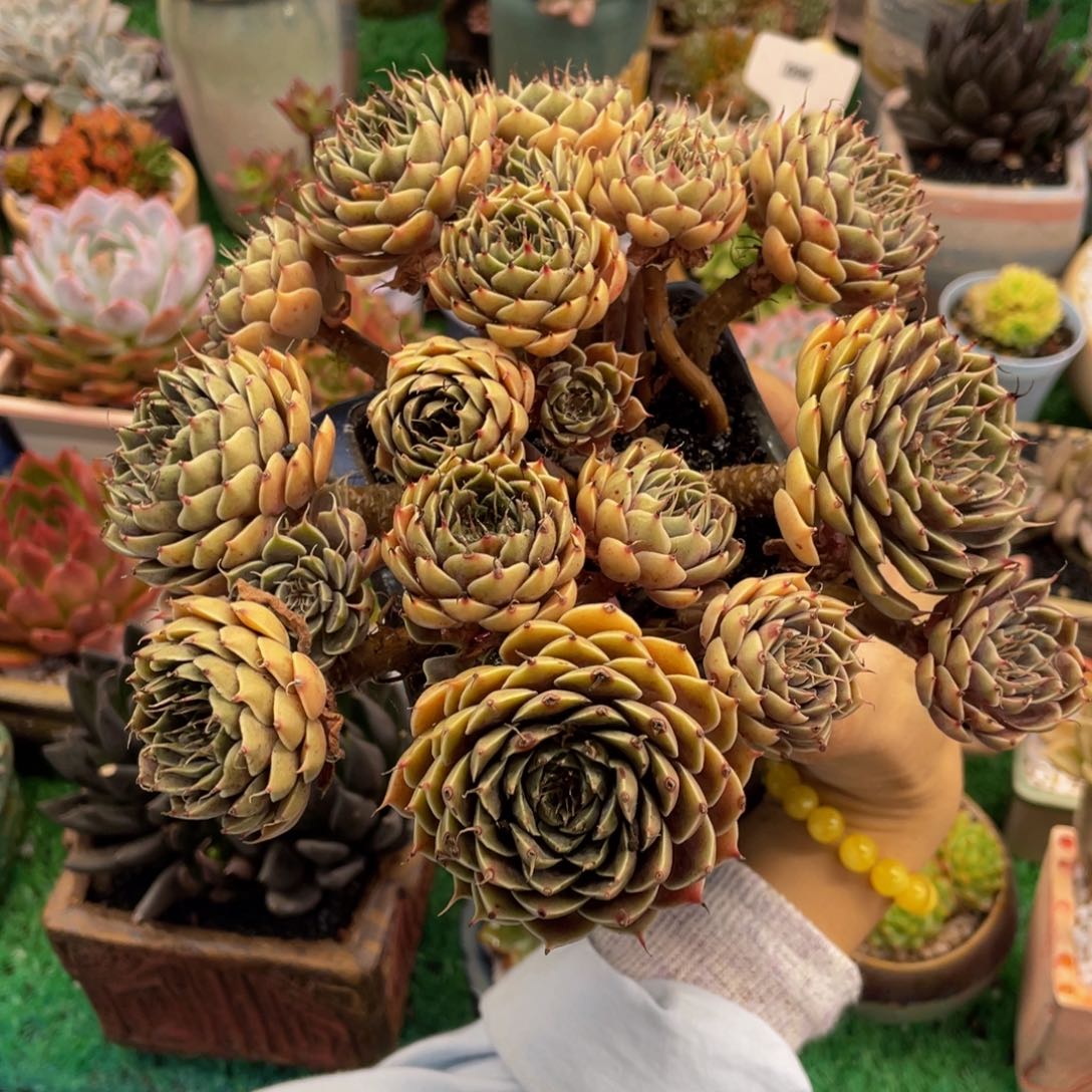 多肉植物盆栽多肉植物