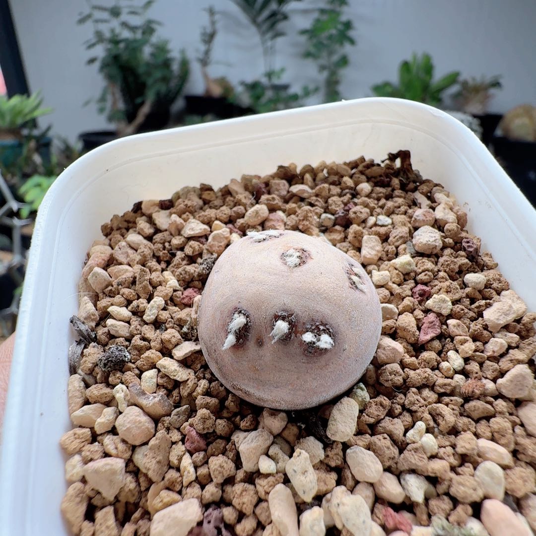 产地格加厚墩菊带盆发货