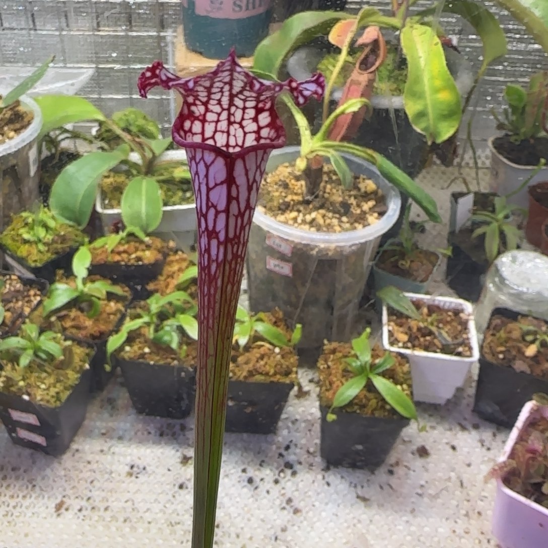 无花朵专拍瓶子草