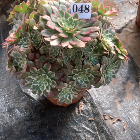 多肉植物万彩灯048