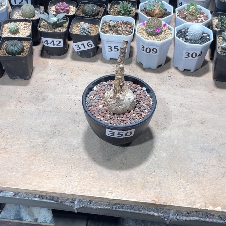 350泰国火桐块根