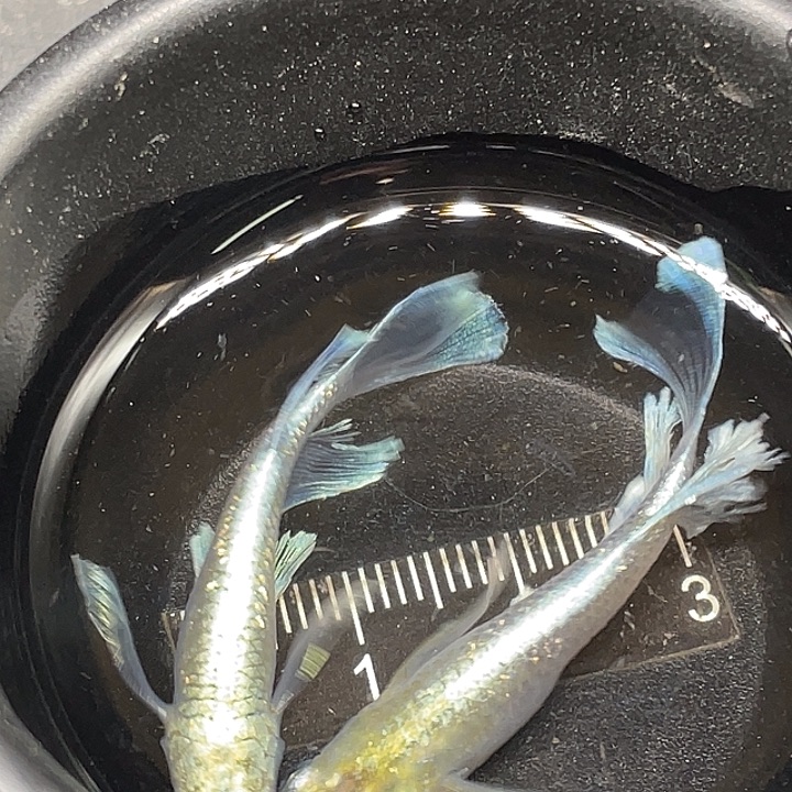 青鳉鱼真长帝姬一组