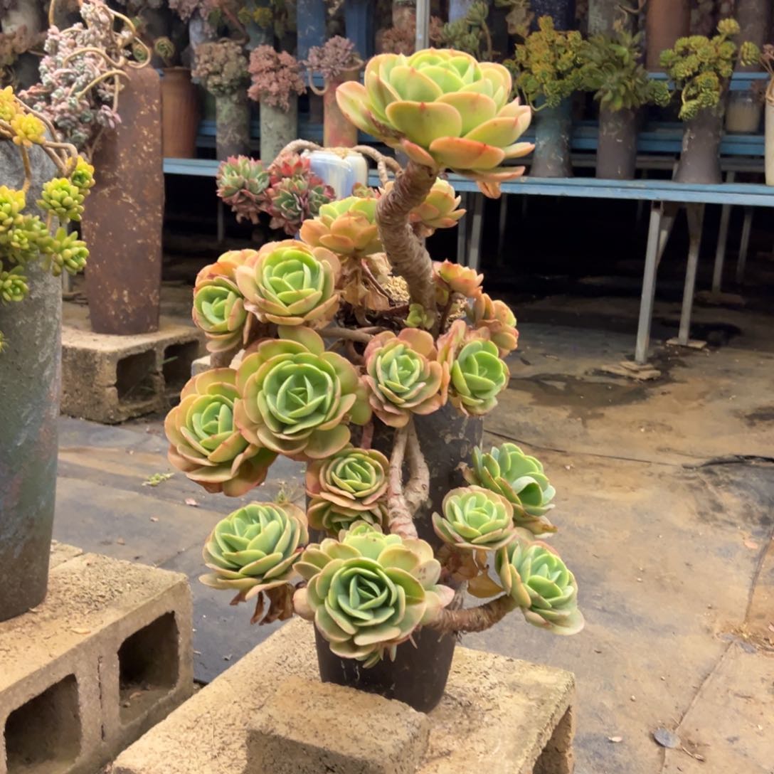 露养老桩脱土裸根鸡蛋碧桃