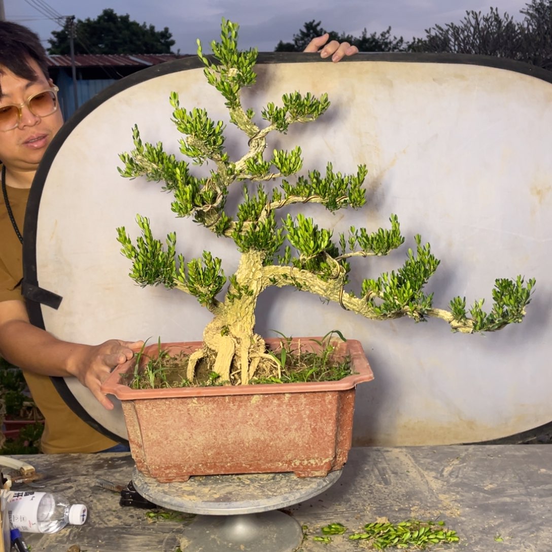 没***树完全开放666666666