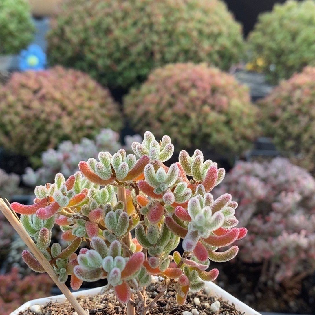 优选冰晶3397枝干番杏