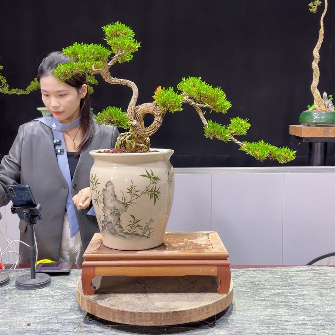 四季常青老桩黄杨盆景