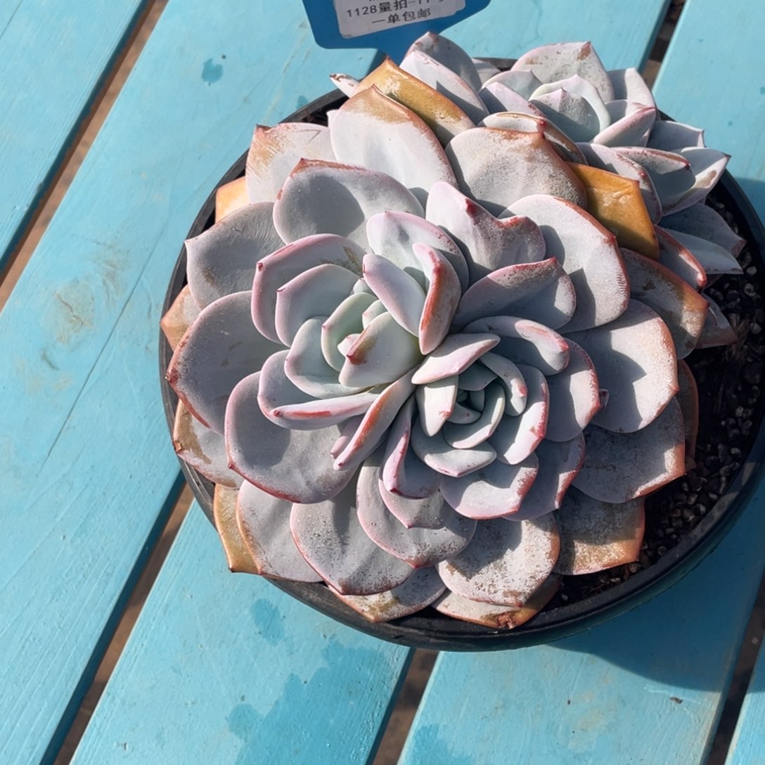 1128-11-分心韩版奶茶大双头一刻