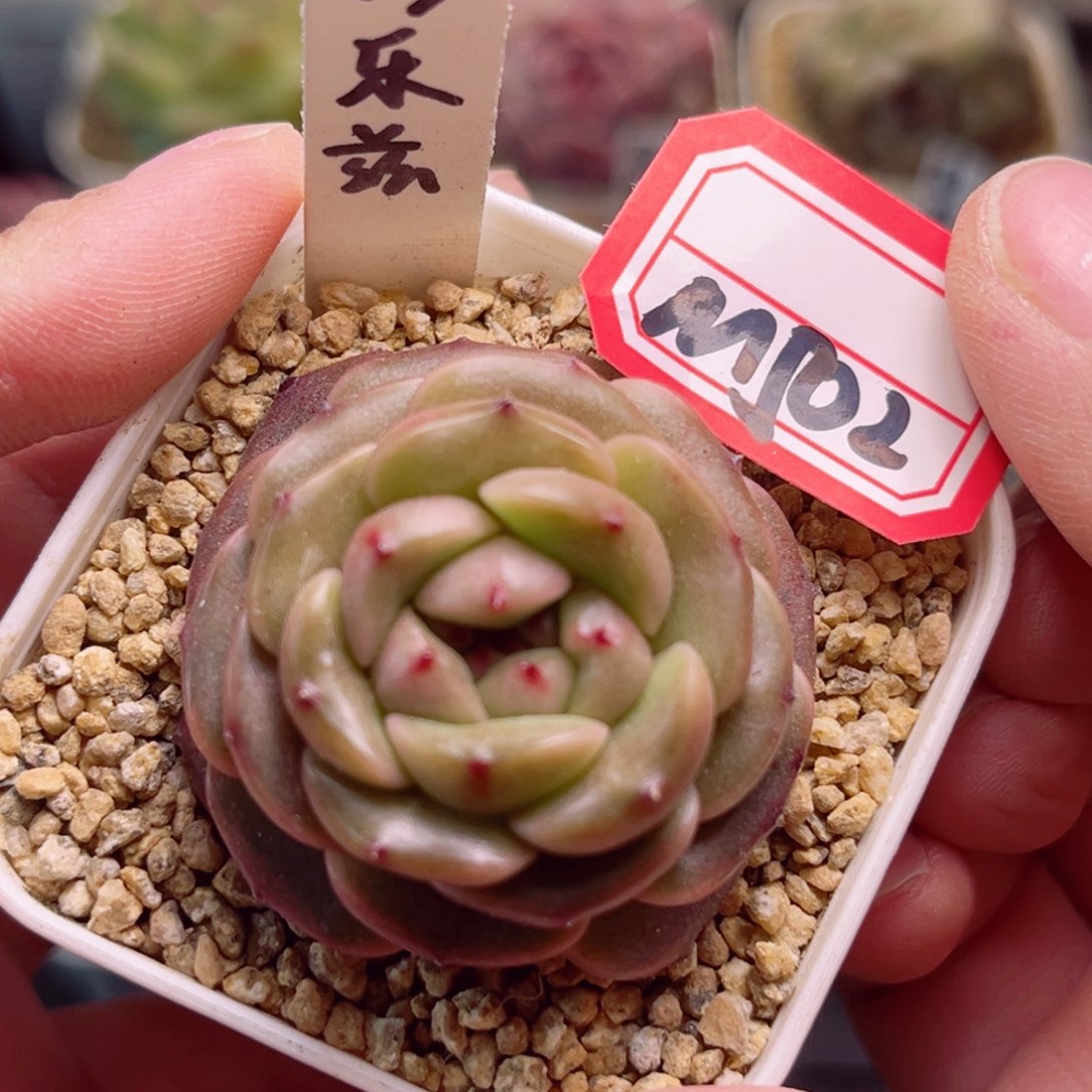 M502一物一拍 巧乐兹