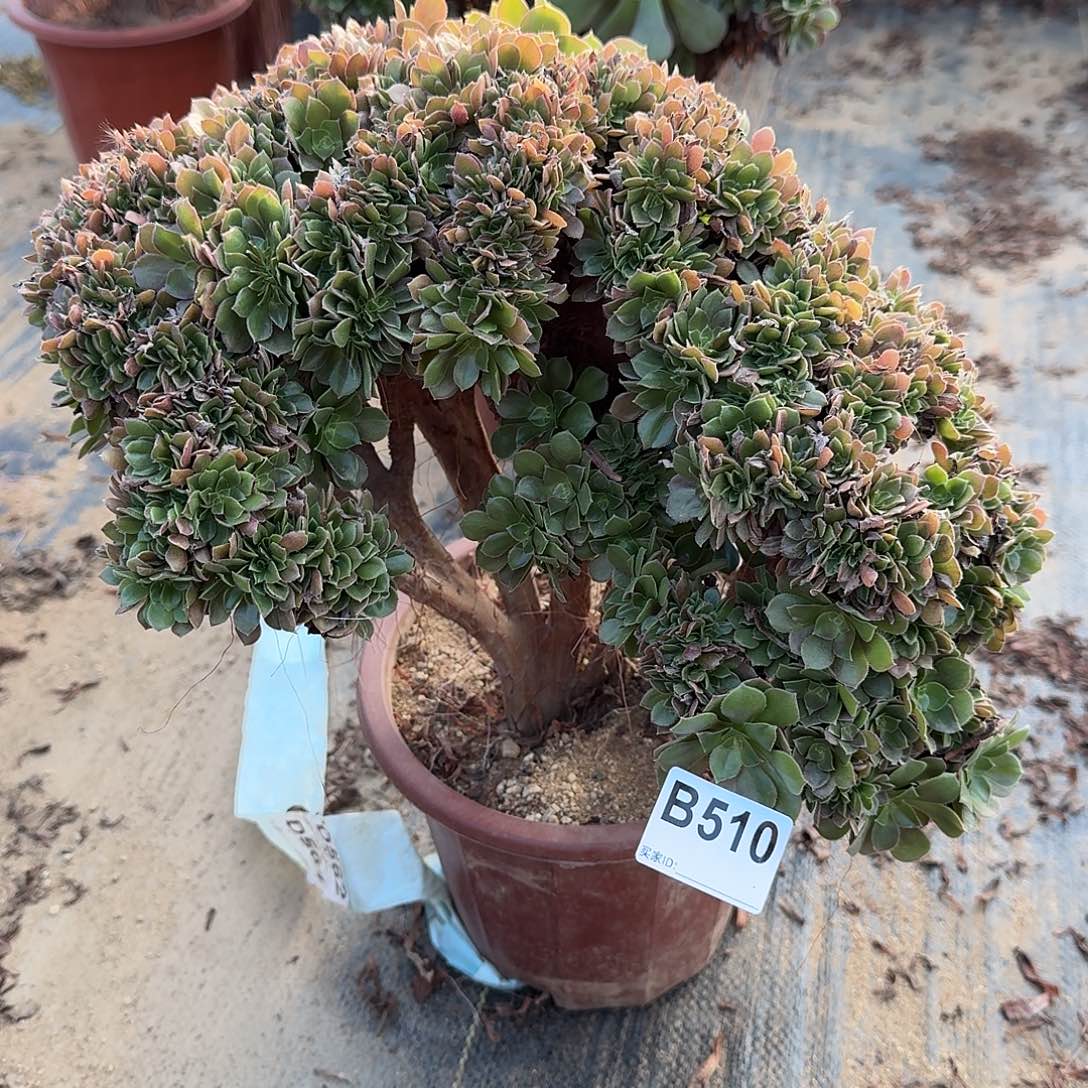 510玫瑰朵朵一颗呀呀