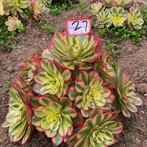 倾摇老桩捧花法师27