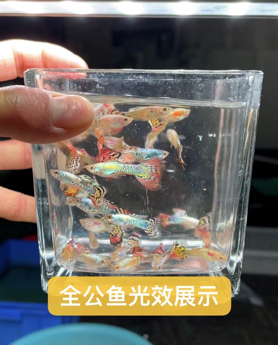 【新品彩龙孔雀】孔雀混搭大全观赏鱼活体热带小型淡水冷水好养耐活